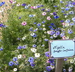 Love-in-a-mist