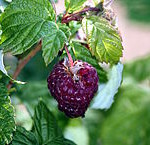 Purple fruited raspberry hybrid