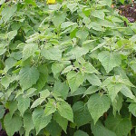 Cape gooseberry plant