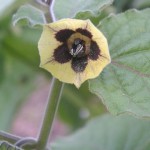 Cape gooseberry flower