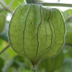 Enclosed fruit