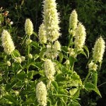 White anise hyssop