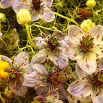 Black cumin flowers