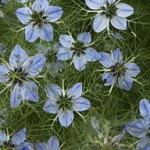 Black cumin plant