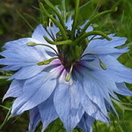 Nigella damascena