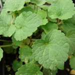 Anise hyssop leaf