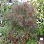 Bronze Fennel