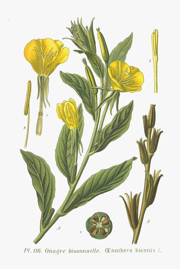 Evening primrose (Oenothera biennis)