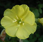 Close up of evening primrose flower