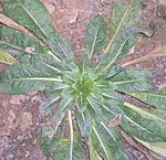 Evening primrose rosette