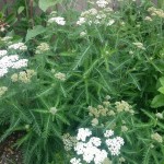 Yarrow plant