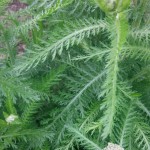 Yarrow leaves