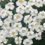 Yarrow flowers