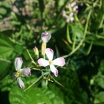 Radish flowers