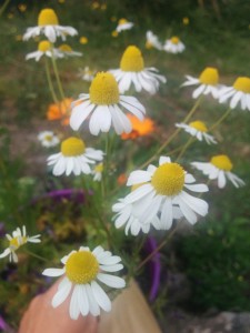 Chamomile flowers