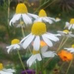 Chamomile flowers in the wind
