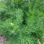 Feathery chamomile foliage