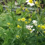 Chamomile flowers in various stages of maturity