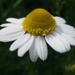 Chamomile flower