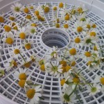 Chamomile flower ready to dry