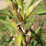 Seed pods