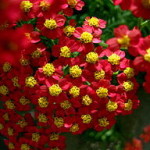 Red yarrow