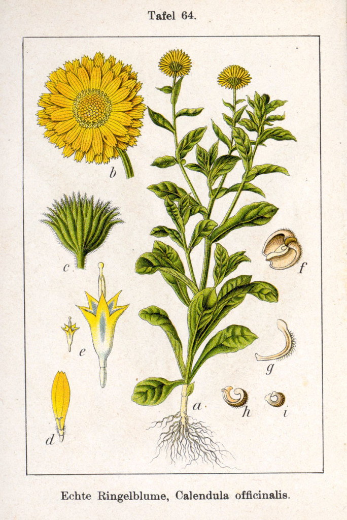 Calendula_officinalis_Sturm13064