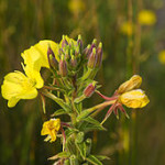 Evening primrose flowers