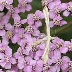 Yarrow pink