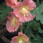 Hollyhock