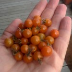 Currant tomato harvest