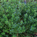 Common Thyme