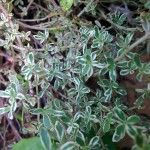 Silver Posie Thyme