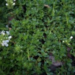 Emerald Carpet Thyme