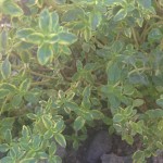 Lemon Variegated Thyme