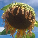 Spent sunflower