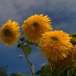 Pompom sunflowers