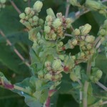 Flower buds