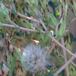 Seed head