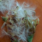 Seed heads