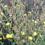 Showing flowers, seed heads and buds