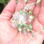 Plucked seed heads