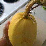Just-harvested spaghetti squash ready for dinner