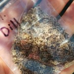 Saved dill seeds