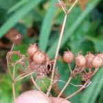 Coriander seed