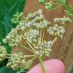 Parsley seed