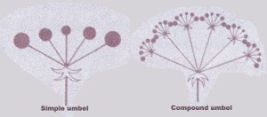 Umbels