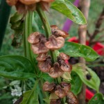 Dried flower spike