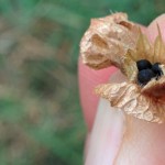 Seeds inside the bracts