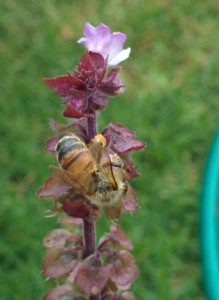 Bee on Basil